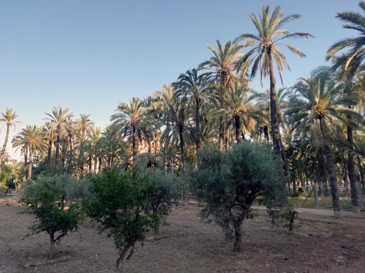 Podemos Elx organiza este sábado el encuentro 'Por un Elche con Futuro' Podemos Elx organiza este sábado el encuentro 'Por un Elche con Futuro'