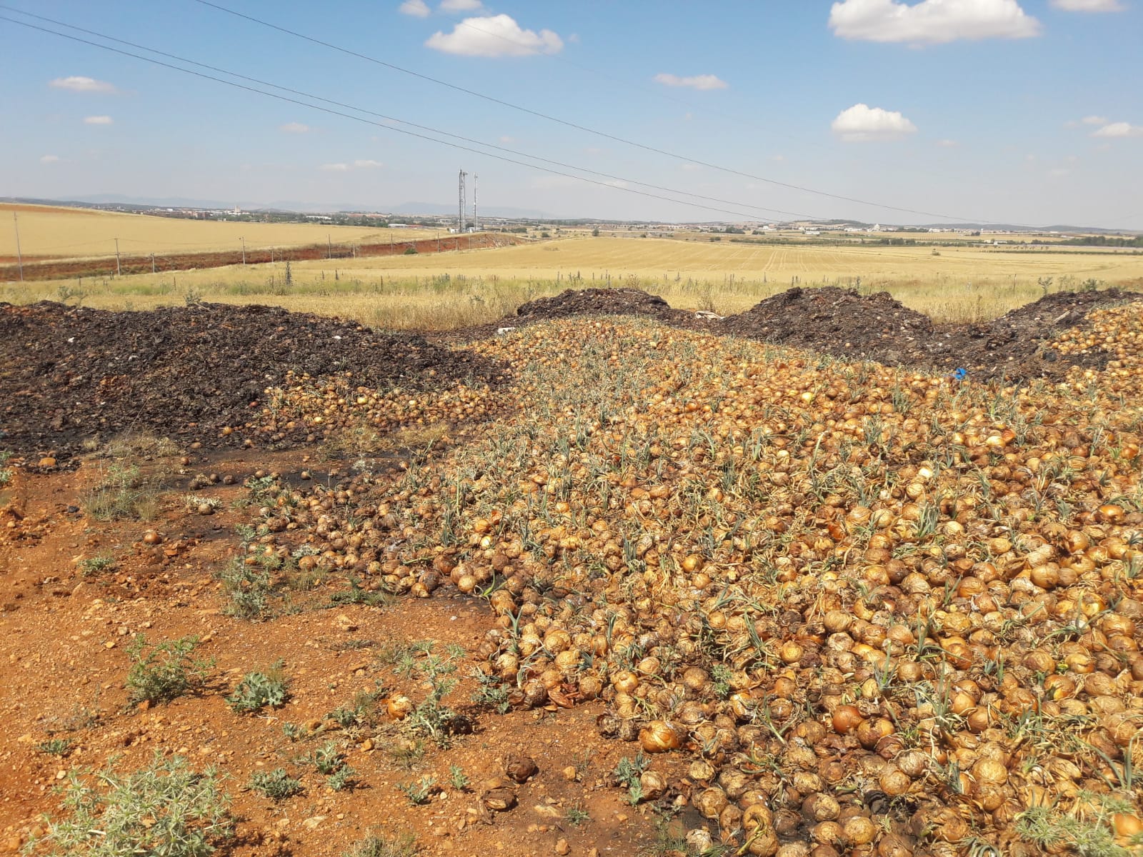 Denuncian el vertido de miles de cebollas en un monumento natural volcánico de Ciudad Real Denuncian el vertido de miles de cebollas en un monumento natural volcánico de Ciudad Real