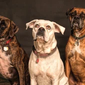 Tres perros Tres perros