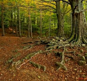 El ritmo de captura de CO2 de los bosques catalanes disminuye un 17 en 25 anos El ritmo de captura de CO2 de los bosques catalanes disminuye un 17 en 25 anos