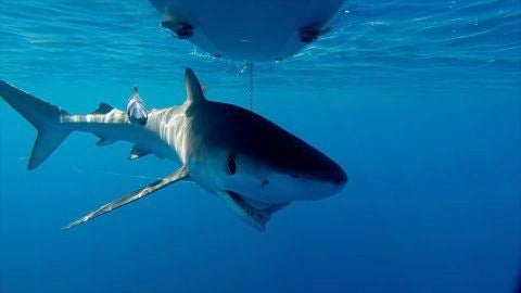 Tiburones