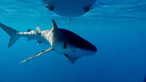 Una tintorera herida por una anzuelo en el Mediterráneo. Tiburones
