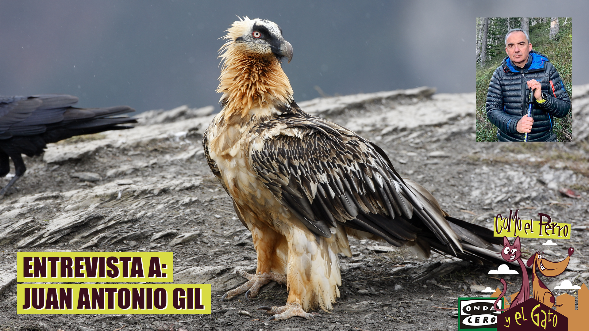 Dos pollos más de quebrantahuesos en Los Picos de Europa, donde se había extinguido hace más de 70 años Dos pollos más de quebrantahuesos en Los Picos de Europa, donde se había extinguido hace más de 70 años