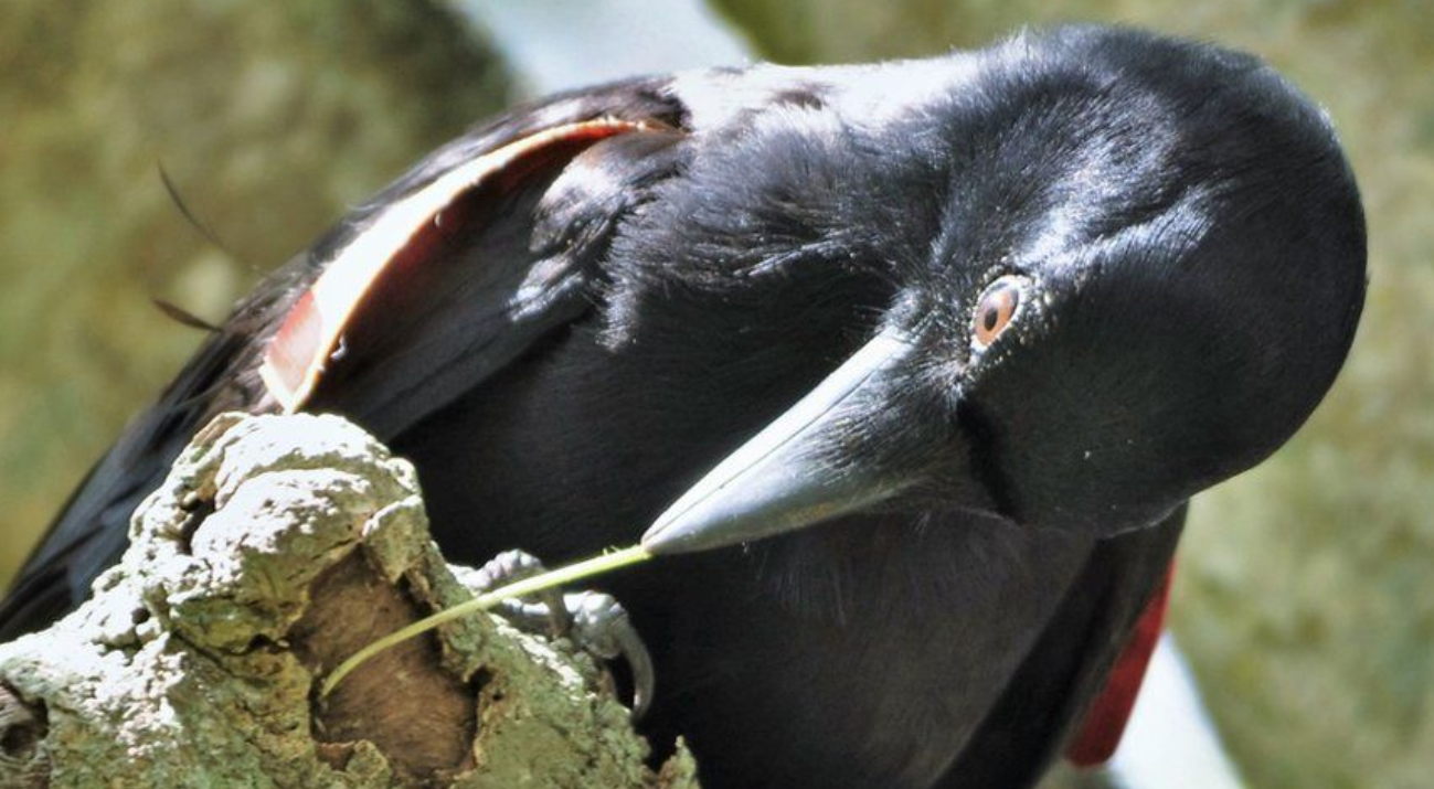 La Brújula de la ciencia: La inteligencia de los cuervos de Nueva Caledonia La Brújula de la ciencia: La inteligencia de los cuervos de Nueva Caledonia