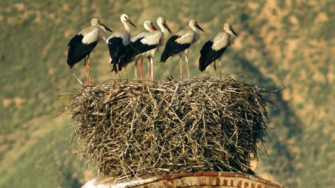 Ciconia denuncia la retirada de un nido hist&oacute;rico 
