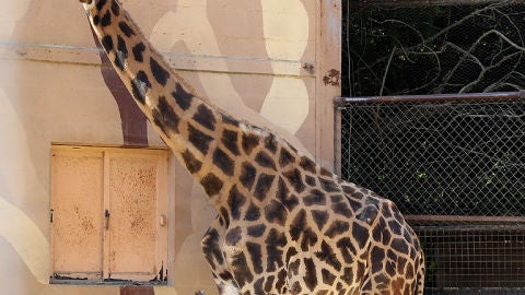 Jirafas en el Zoo de Jerez