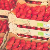 fresas fresas