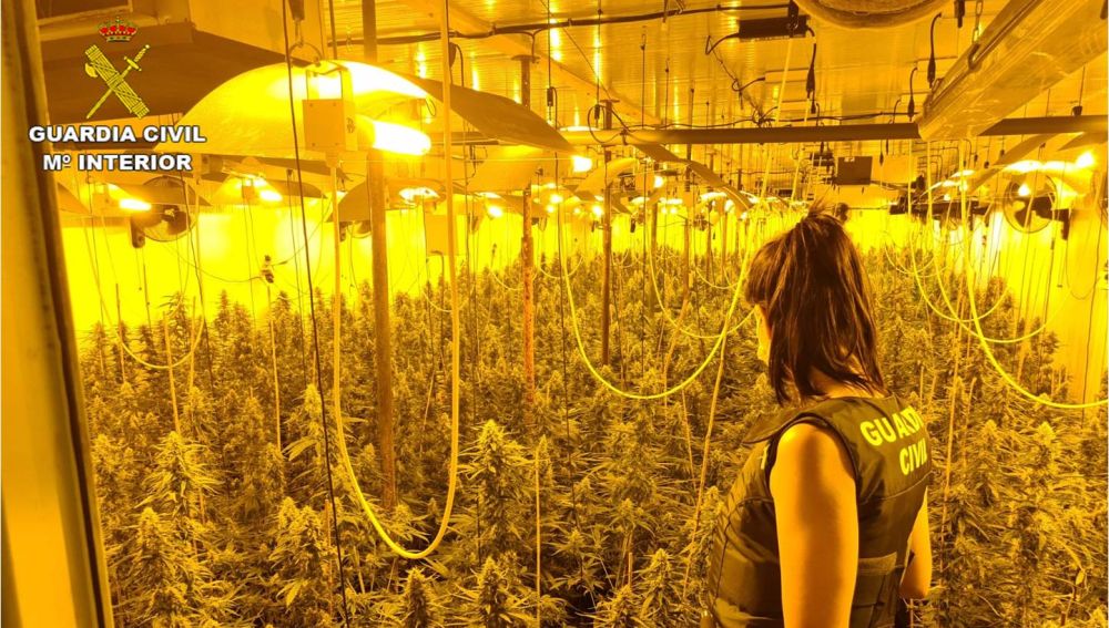 Plantación de marihuana localizada en Crevillent.