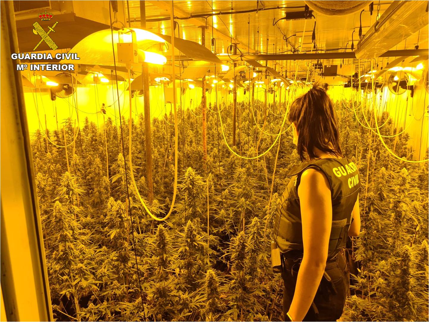 La Guardia Civil se incauta de más de 30000 plantas de cannabis sativa durante el mes de junio en la provincia de Granada La Guardia Civil se incauta de más de 30000 plantas de cannabis sativa durante el mes de junio en la provincia de Granada