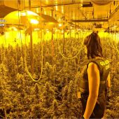Plantación de marihuana localizada en Crevillent.