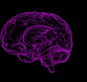 cerebro cerebro
