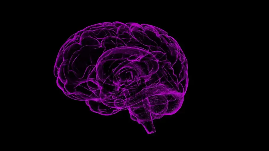 cerebro cerebro