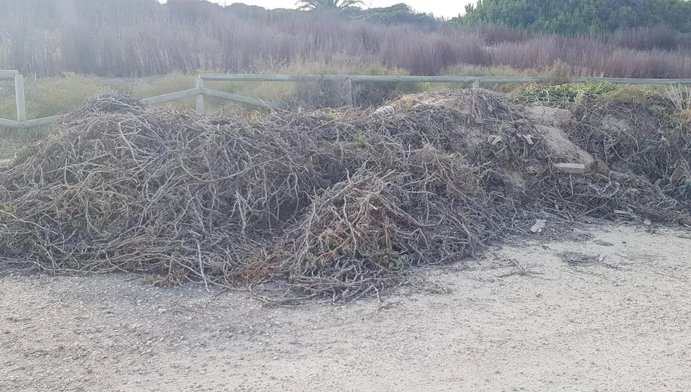 Retos de pinos acumulados en La Marina de Elche. Retos de pinos acumulados en La Marina de Elche.