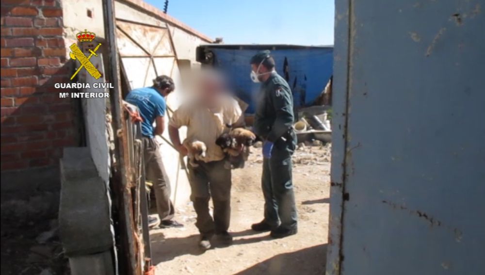 La Guardia Civil investiga en Villamuriel a una persona por un supuesto delito de maltrato animal