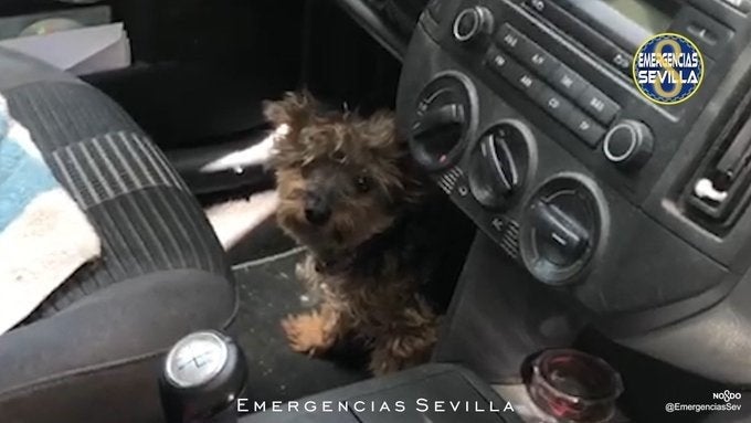 Denunciada por dejar encerrado a su perro en el coche a más de 40 grados de temperatura Denunciada por dejar encerrado a su perro en el coche a más de 40 grados de temperatura