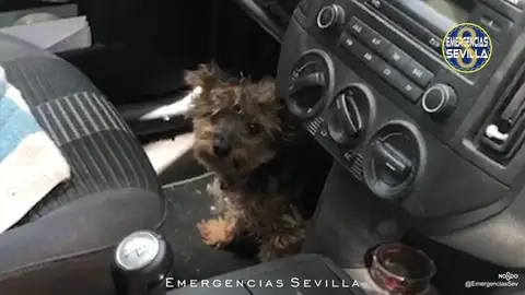 Imagen del animal encerrado en el vehículo en el que permaneció cuatro horas Imagen del animal encerrado en el vehículo en el que permaneció cuatro horas
