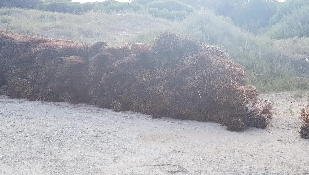 Cañizo acumulado en el entorno de la pinada de La Marina de Elche. Cañizo acumulado en el entorno de la pinada de La Marina de Elche.
