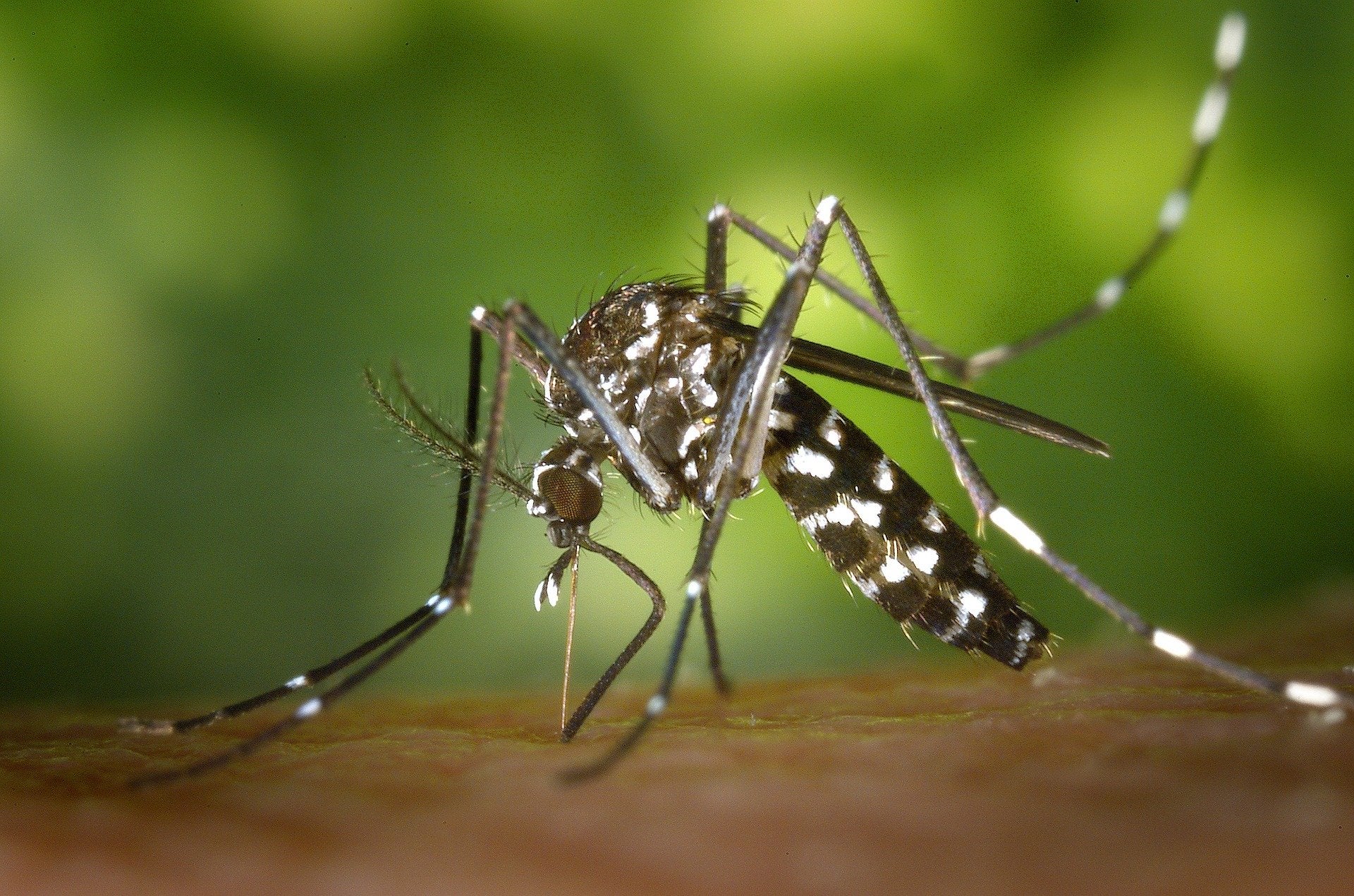 “Las pulseras antimosquitos y los ultrasonidos no sirven para nada” “Las pulseras antimosquitos y los ultrasonidos no sirven para nada”