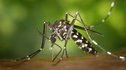Imagen de un mosquito tigre Imagen de un mosquito tigre