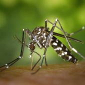 Imagen de un mosquito tigre