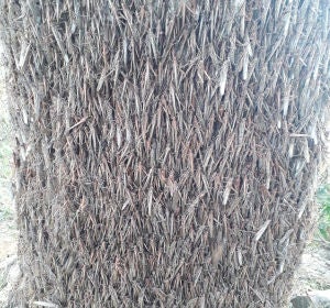 Langostas invaden Argentina Langostas invaden Argentina