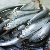 Anchoas Anchoas