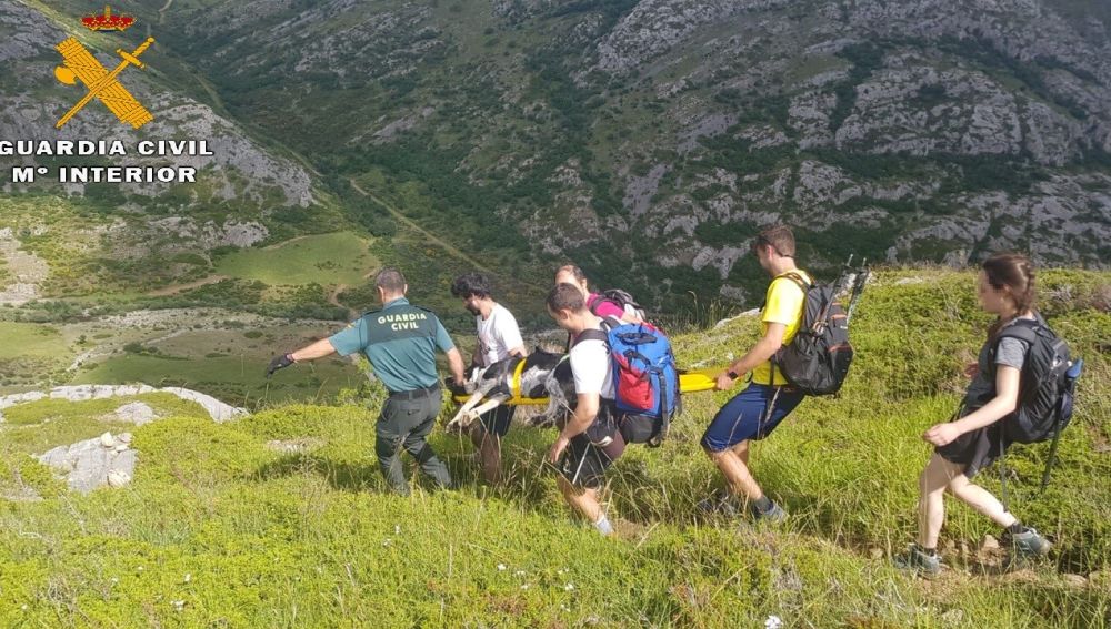 La Guardia Civil rescata a un perro de grandes dimensiones en el Pico Espigüete