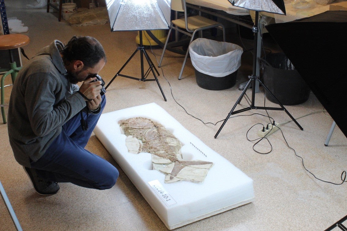 El MUPE identifica un pez fósil de una especie desconocida hasta ahora perteneciente a la familia de los carángidos El MUPE identifica un pez fósil de una especie desconocida hasta ahora perteneciente a la familia de los carángidos