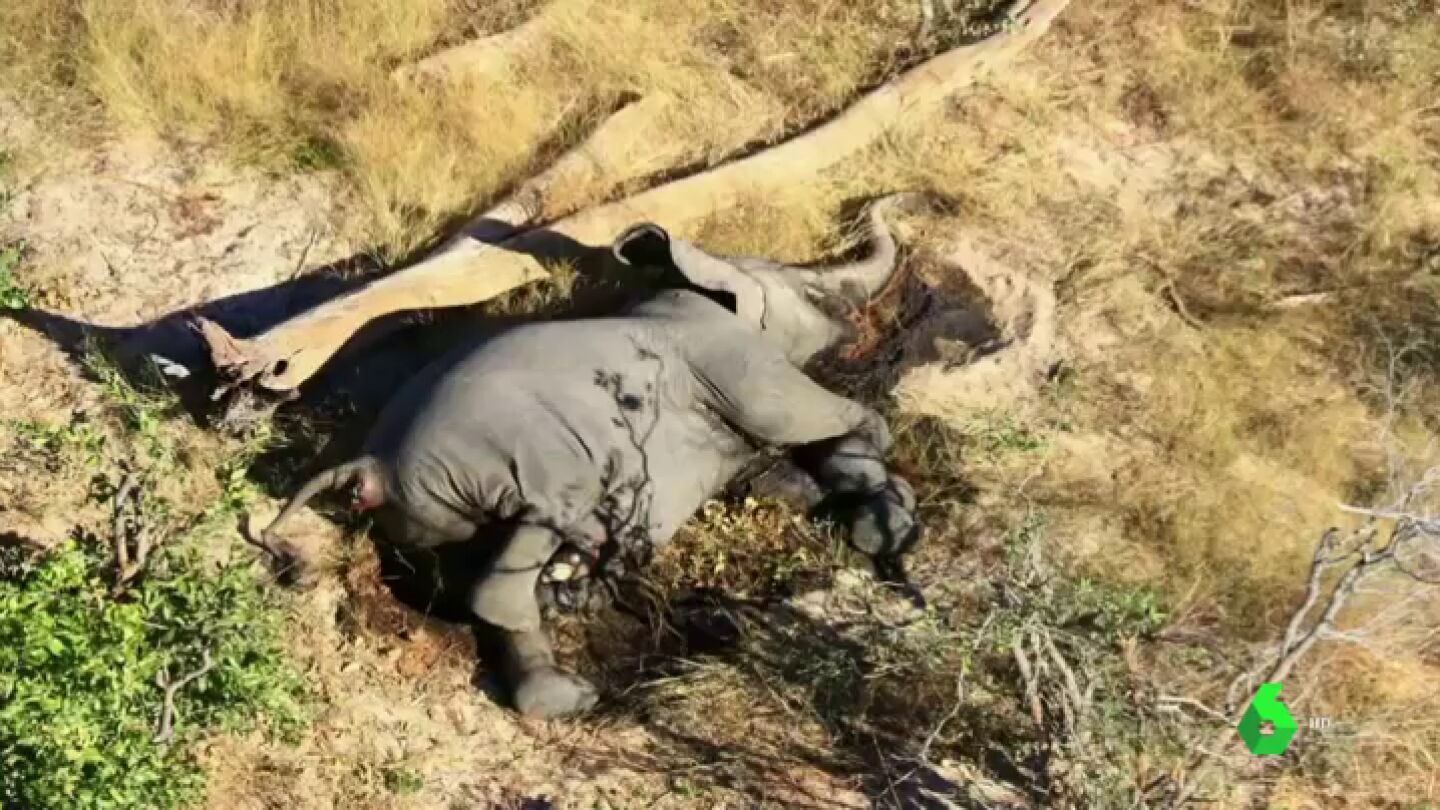 M&aacute;s de 300 elefantes aparecen muertos en Botswana sin una causa aparente