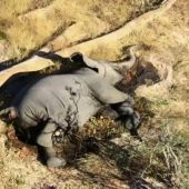 Más de 300 elefantes aparecen muertos en Botswana sin una causa aparente