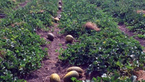 Plantaci&oacute;n de mel&oacute;n de Carrizales de Elche.