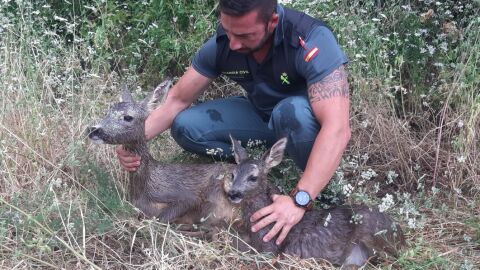 Un agente de la Guardia Civil con los corzos