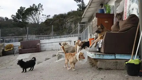 Albergue de perros y gatos Albergue municipal de perros y gatos