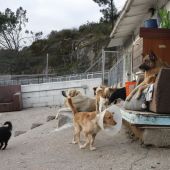 Albergue de perros y gatos 