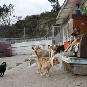 Albergue de perros y gatos Albergue de perros y gatos