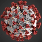 Virus Virus