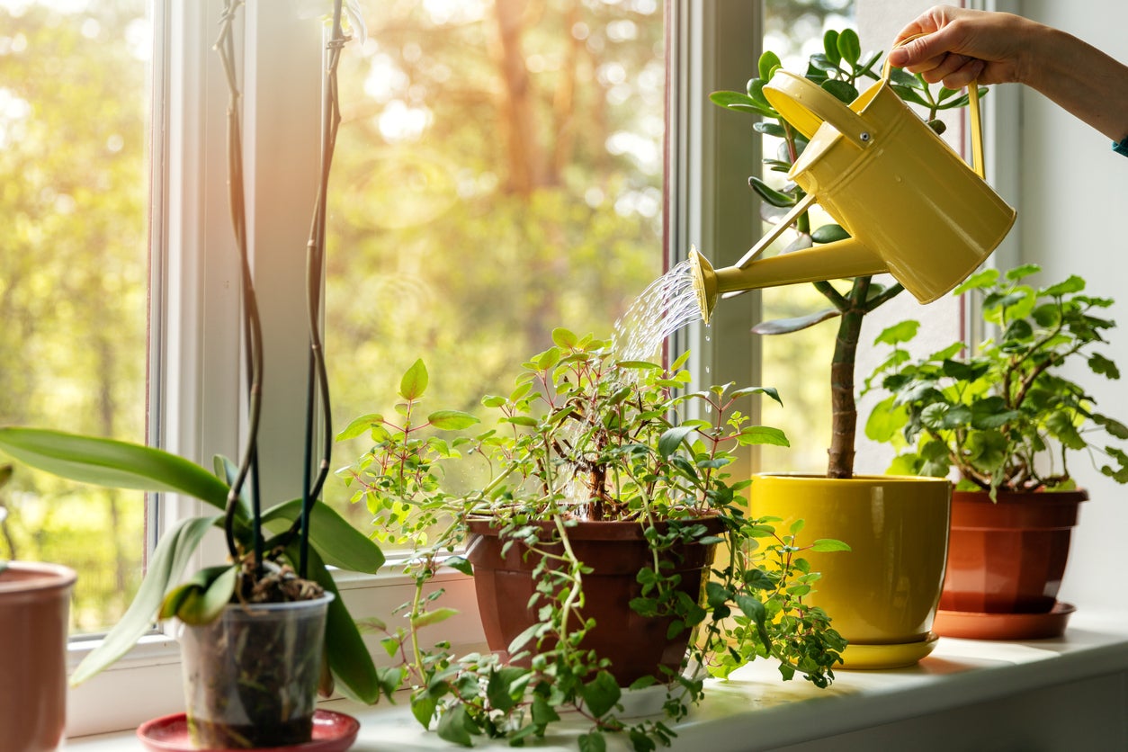 Eureka: Las plantas de la NASA Eureka: Las plantas de la NASA