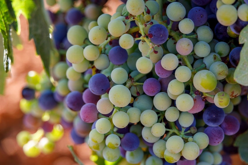 A las puertas del envero, las cooperativas de Campo de Montiel prevén una cosecha media, similar a la del año pasado A las puertas del envero, las cooperativas de Campo de Montiel prevén una cosecha media, similar a la del año pasado