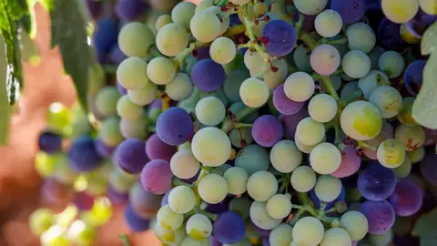 El envero en la uva Racimo de uvas en la Mancha