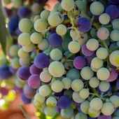 El envero en la uva El envero en la uva