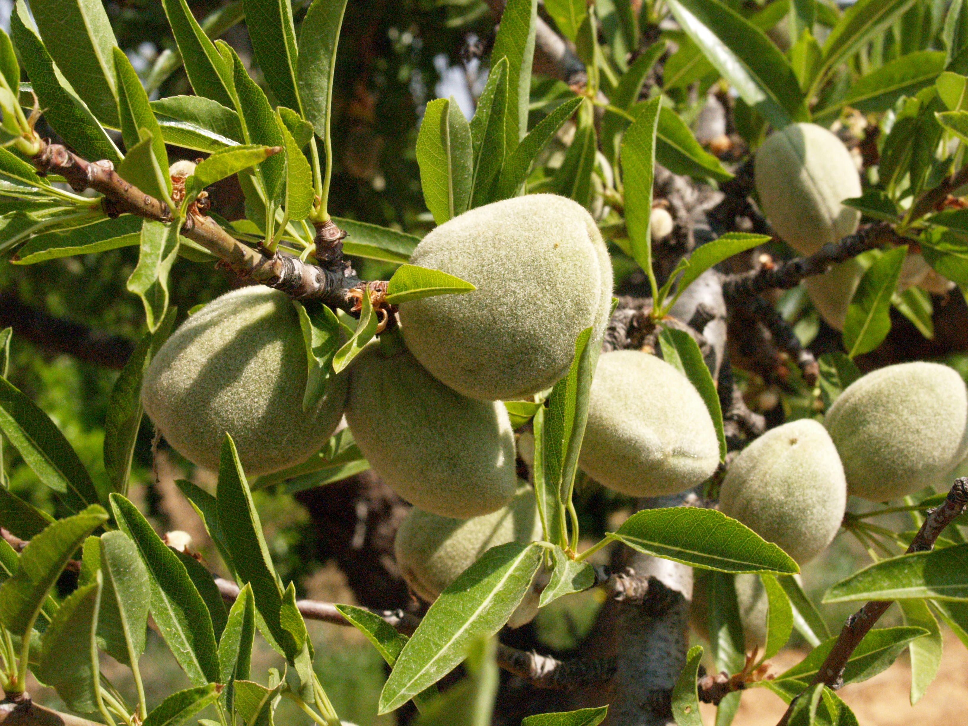 La producción de almendra caerá un 19% en Alicante en 2020 La producción de almendra caerá un 19% en Alicante en 2020