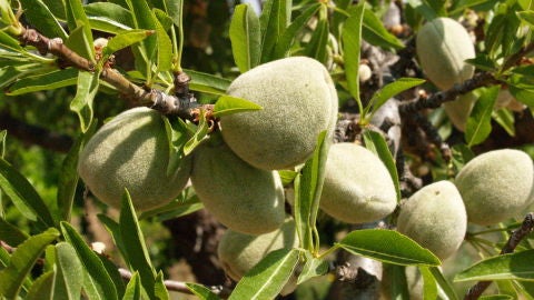 Fruto del almendro
