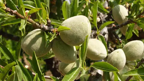 Fruto del almendro Fruto del almendro