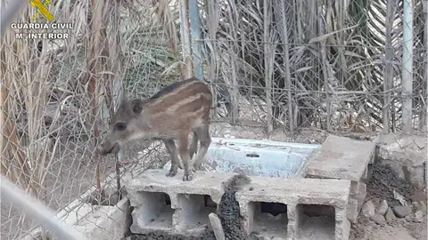 Jabalí localizado por el Seprona en una finca de Elche. Jabalí localizado por el Seprona en una finca de Elche.