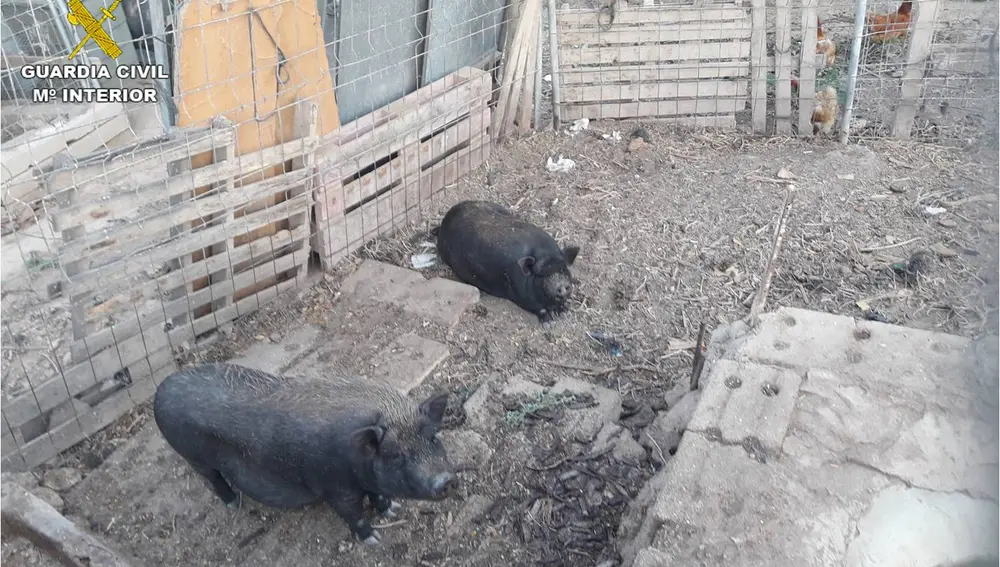 Cerdos vietnamitas localizados por el Seprona en Elche.