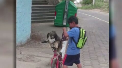 Se vuelven virales las im&aacute;genes de un ni&ntilde;o poni&eacute;ndole la mascarilla a su perro en Ecuador