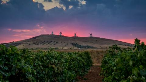 Molinos sobre vi&ntilde;edos