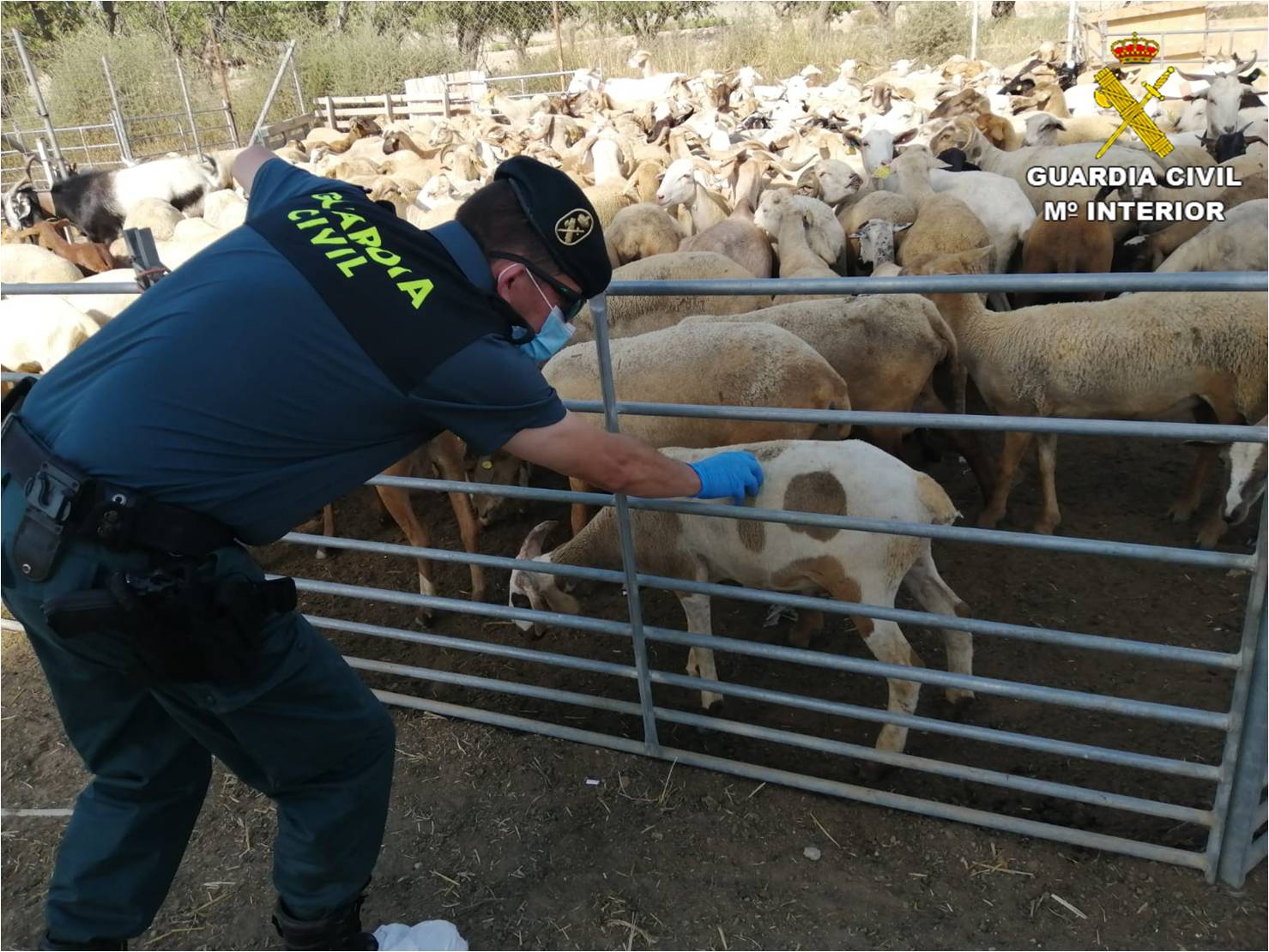 La Guardia Civil investiga la procedencia ilegal de casi 200 cabezas de ganado en Alicante La Guardia Civil investiga la procedencia ilegal de casi 200 cabezas de ganado en Alicante