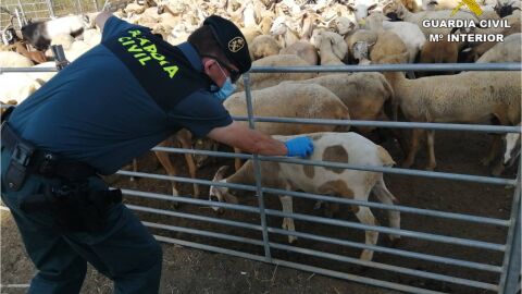 Los agentes durante la revisi&oacute;n de la documentaci&oacute;n de los animales