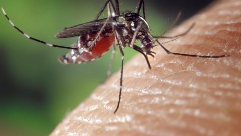 Imagen de archivo de un mosquito picando a una persona